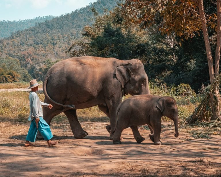 Visitor standing beside an elephant