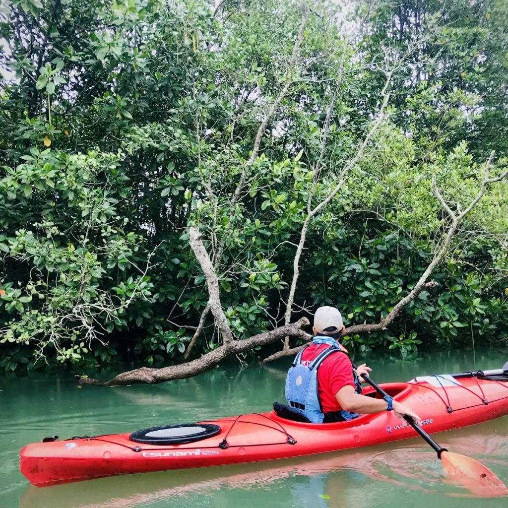 Paddling a red kayak through the mangroves