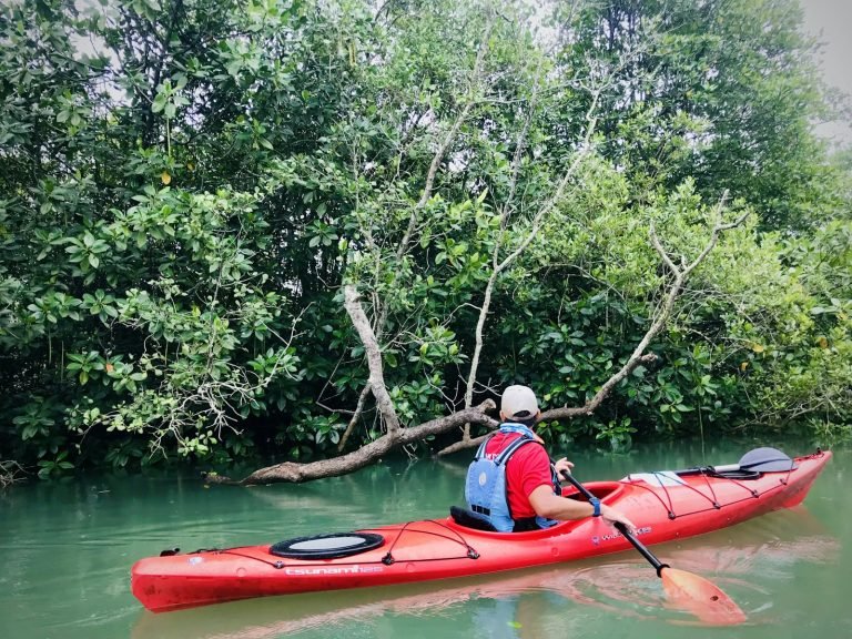 Paddling a red kayak through the mangroves