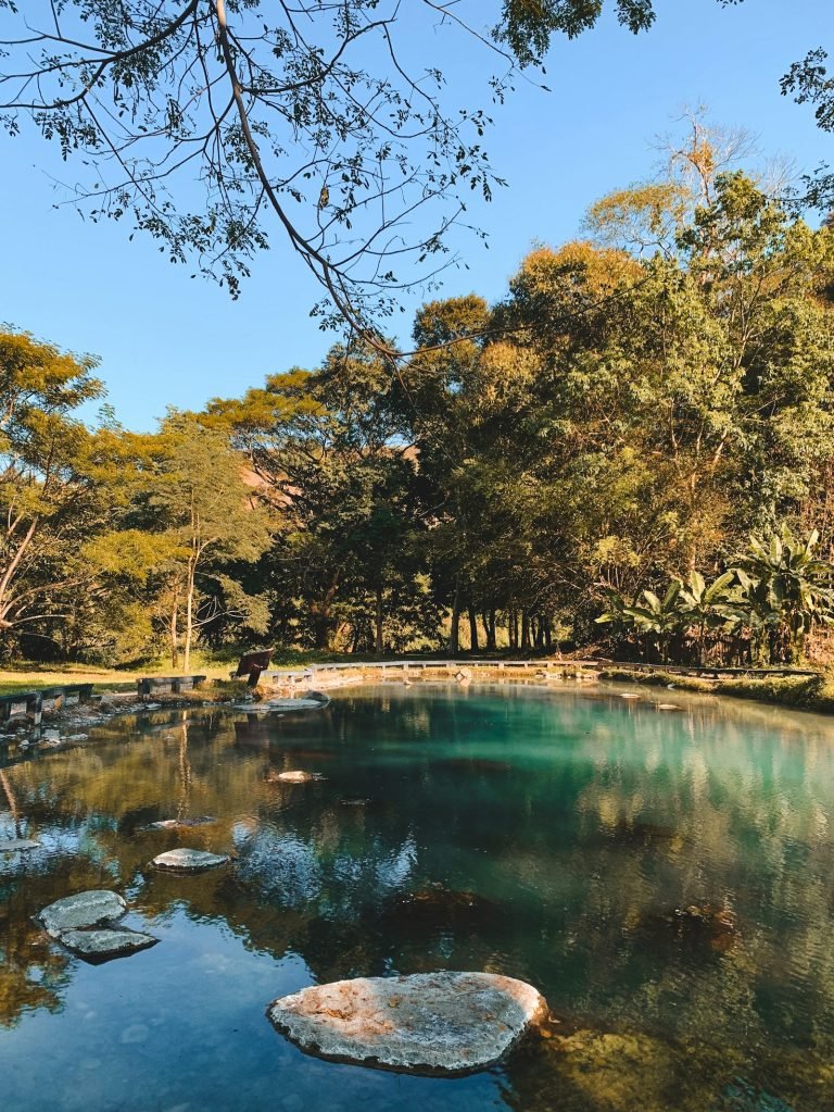 Jungle stream beside green trees