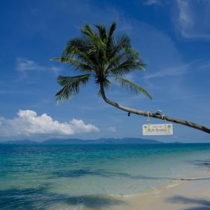 Tropical beach with palm trees