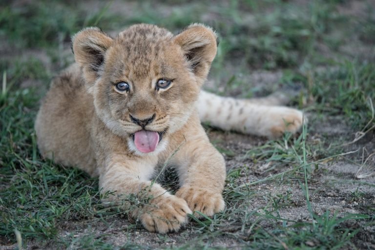 Lion cub lying on the grass
