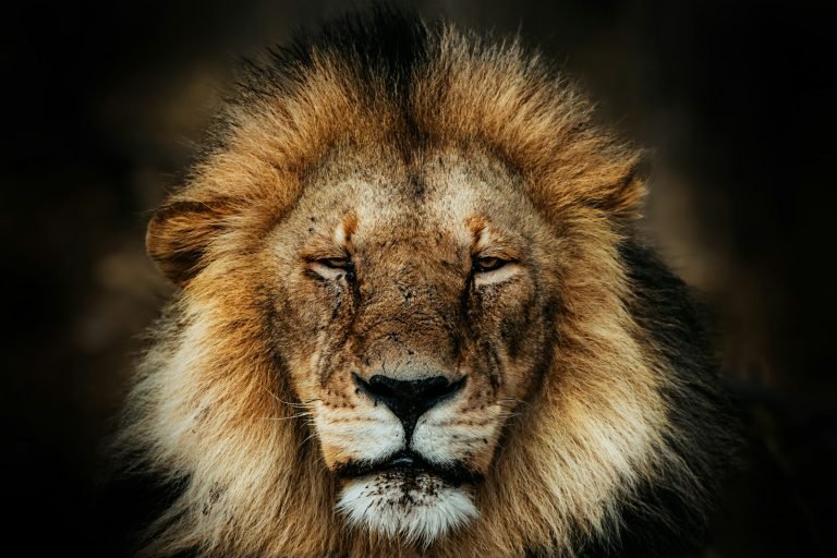 Male lion with a golden mane