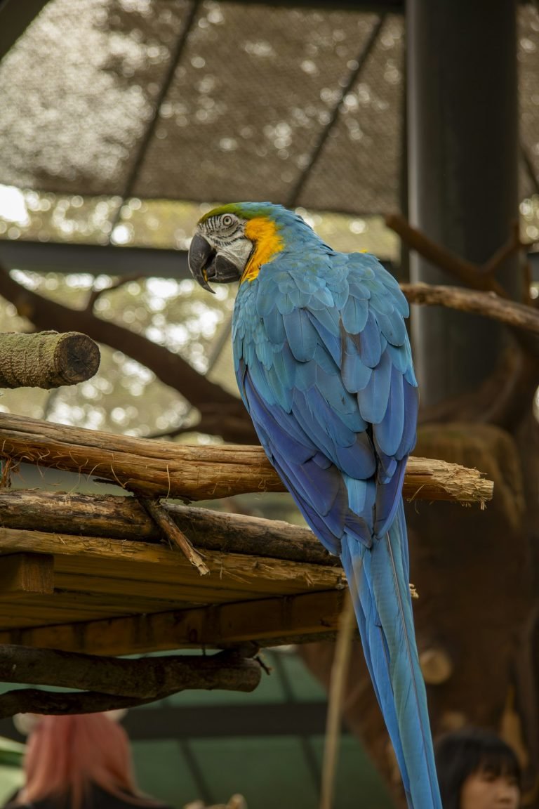 Blue and yellow macaw on a branch