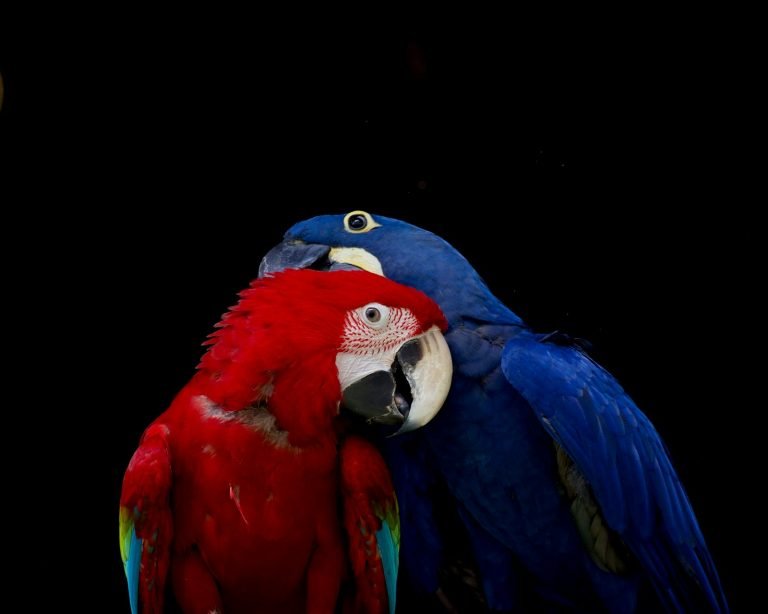 Two colourful parrots