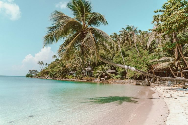Palm tree leaning over a tropical beach