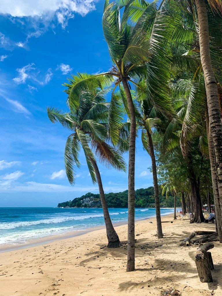Palm trees on a beach