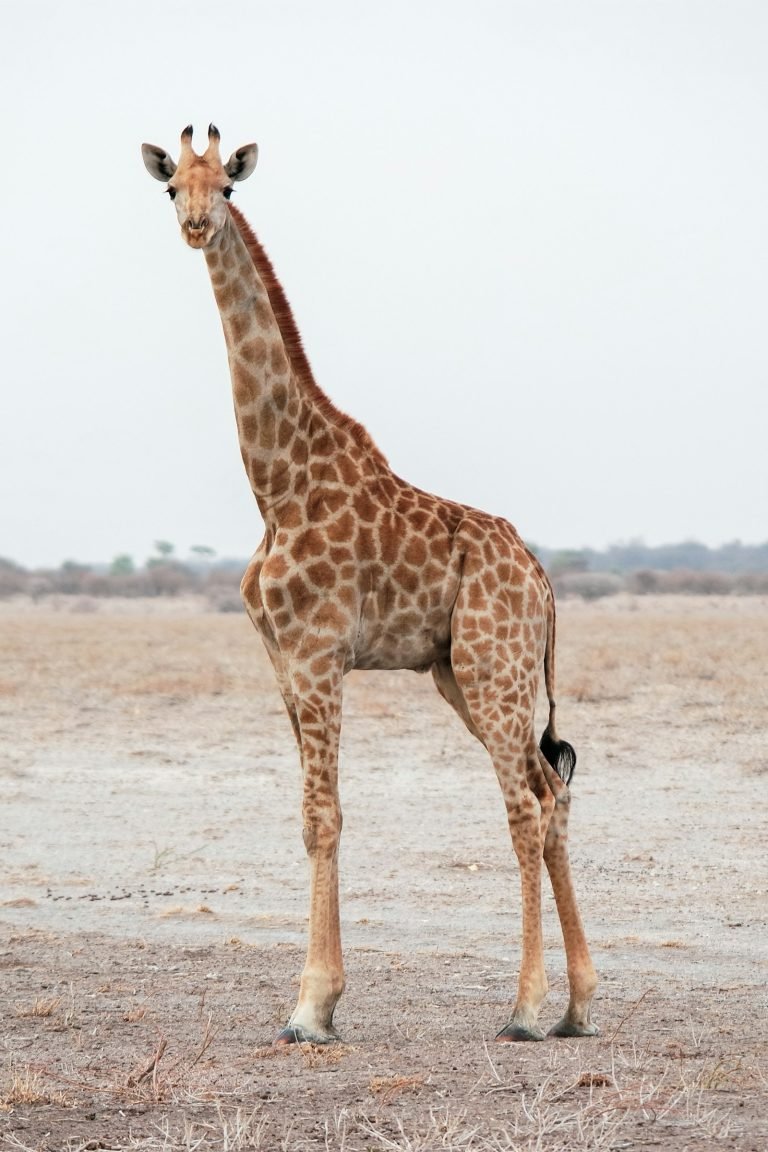 Giraffe walking across a grassy plain