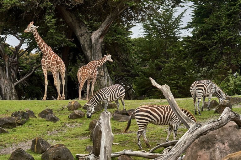 Giraffes and zebras grazing together