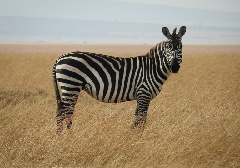 Zebra in open grassland