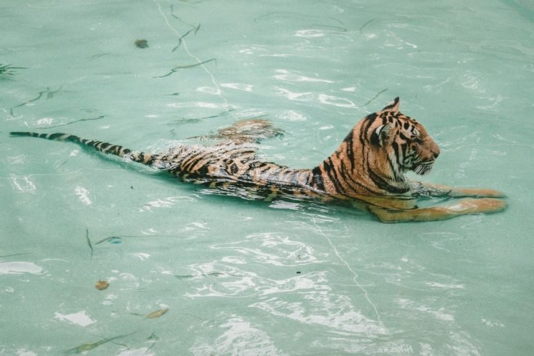 Tiger bathing