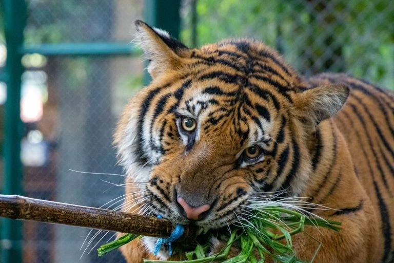 Bengal tiger