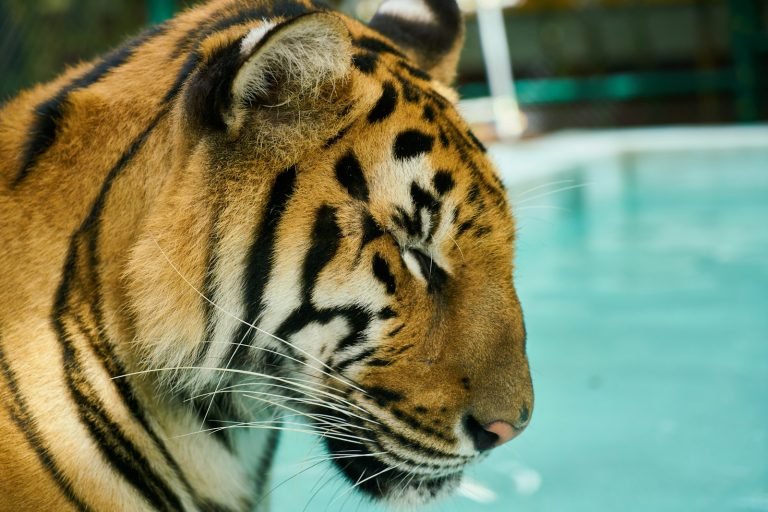 Close-up of a tiger