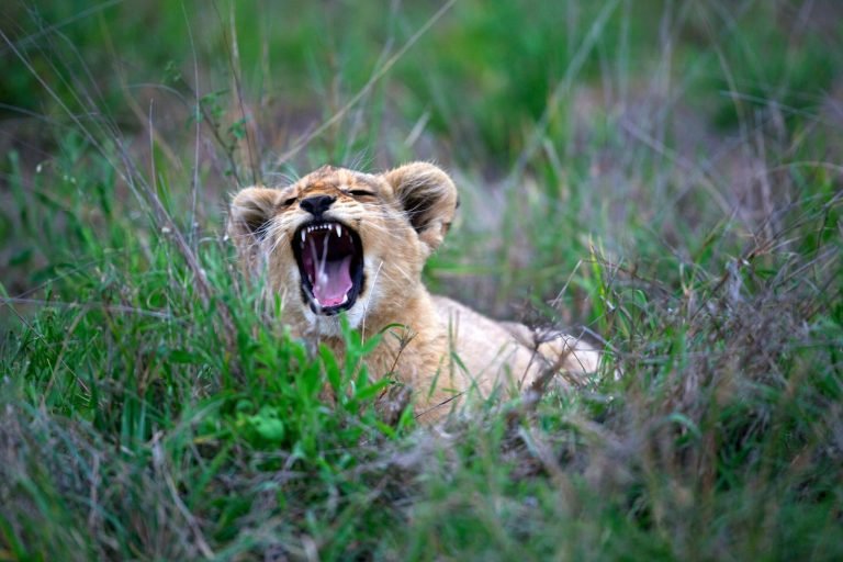 Tiger cub on green grass