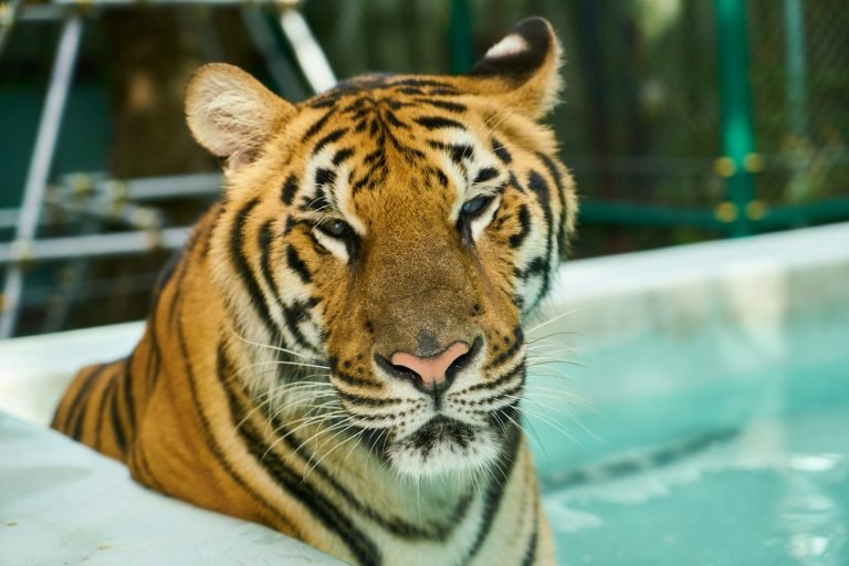 Tiger resting